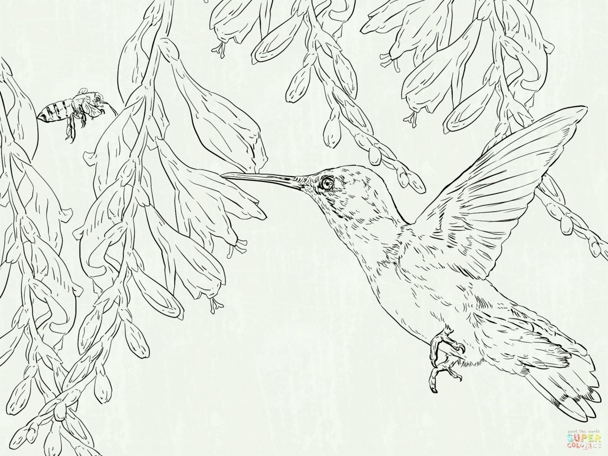 2048x1536 Humming Bird Coloring Pages Hummingbird Page Az