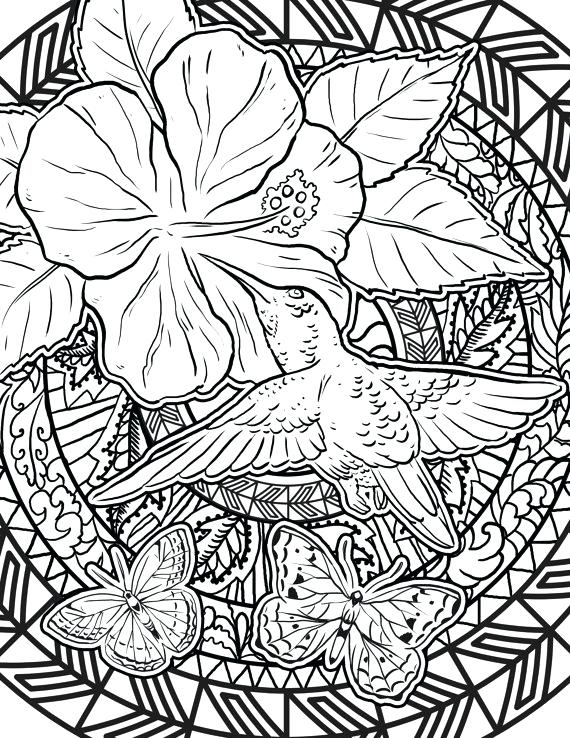 570x738 Hummingbird Coloring Page Items Similar To Hummingbird Coloring