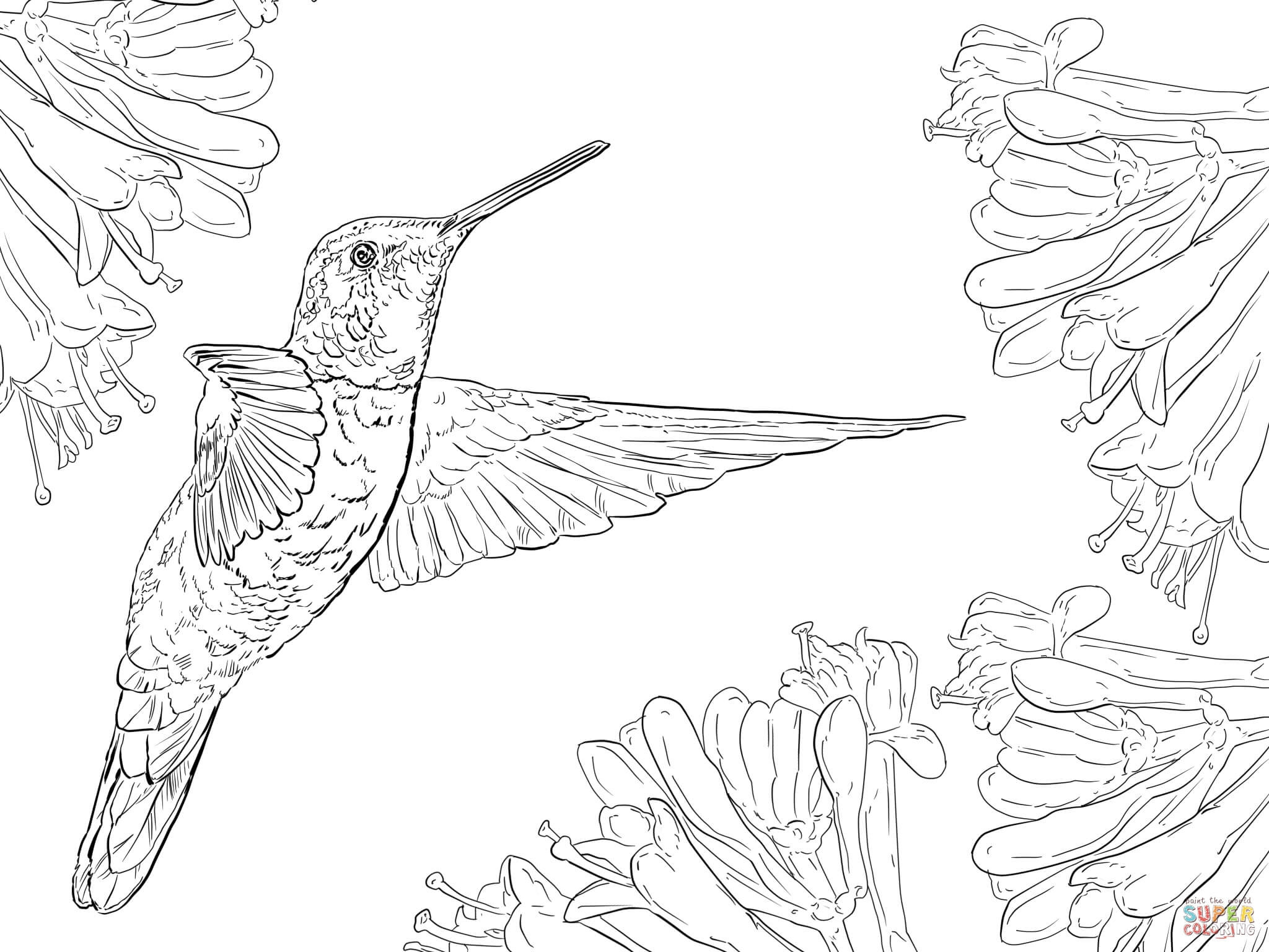 2048x1536 Hummingbird Coloring Pages For Adults Free Dwonloadable Color