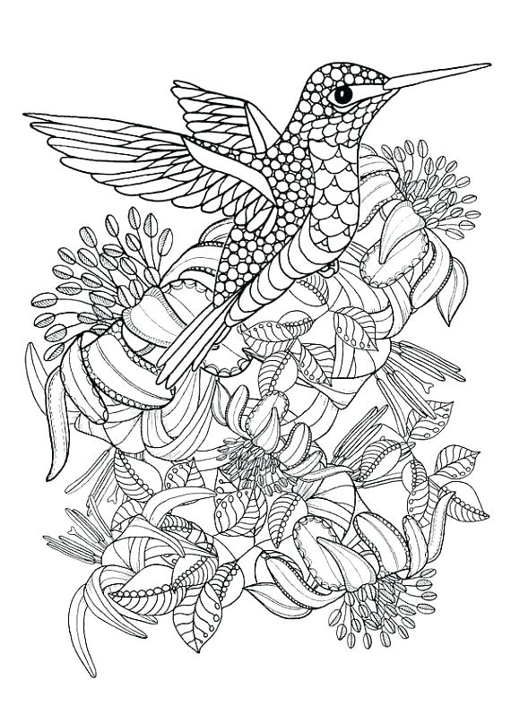 570x807 Hummingbird Coloring Pages Hummingbirds Birds Coloring Pages Cute