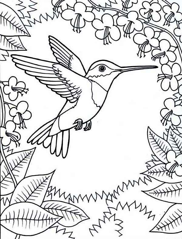 600x788 Hummingbirds, Framed By Flowers Hummingbird Coloring Page.jpg