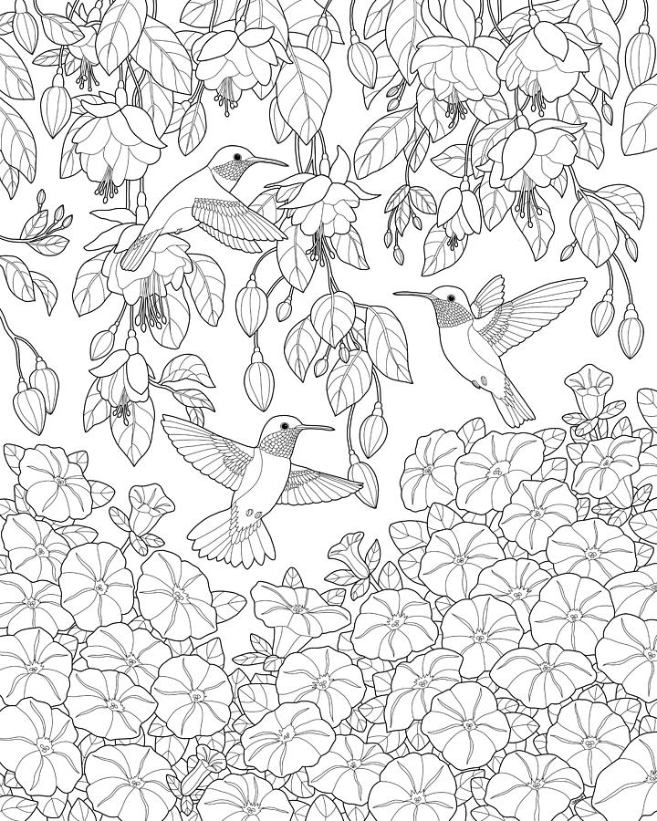 720x900 Hummingbirds And Flowers Coloring Page Painting By Crista Forest