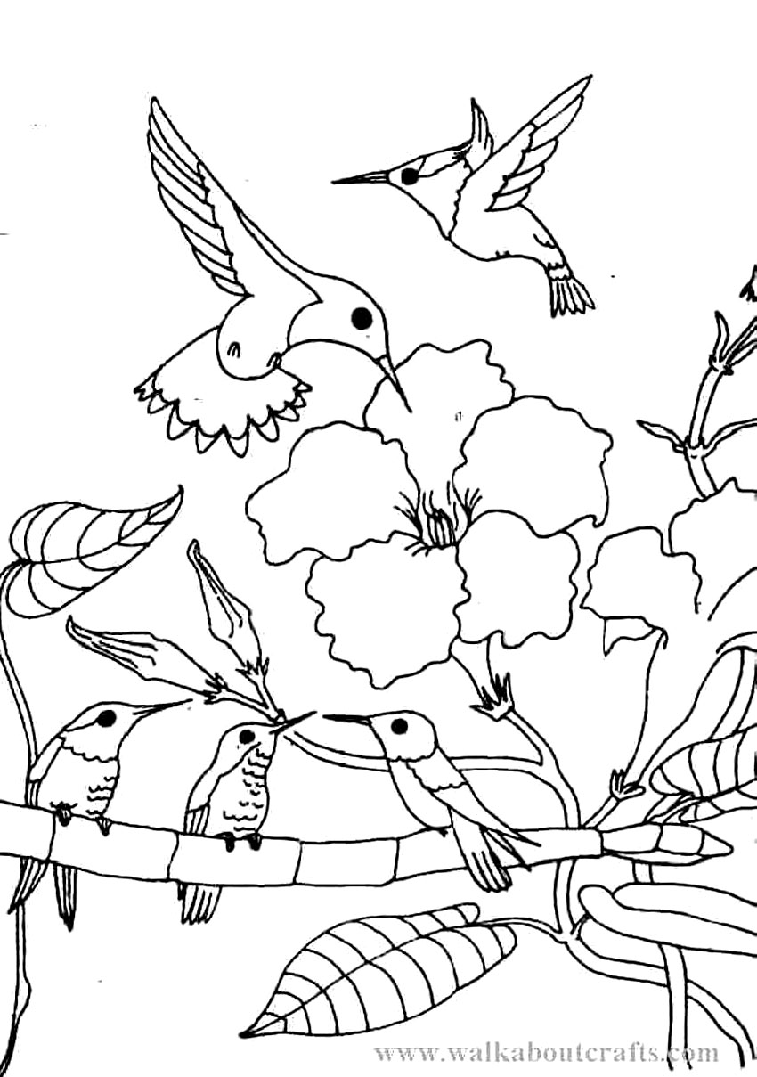 850x1209 Hummingbird Coloring Pages Paginonebiz Hummingbird Coloring Pages