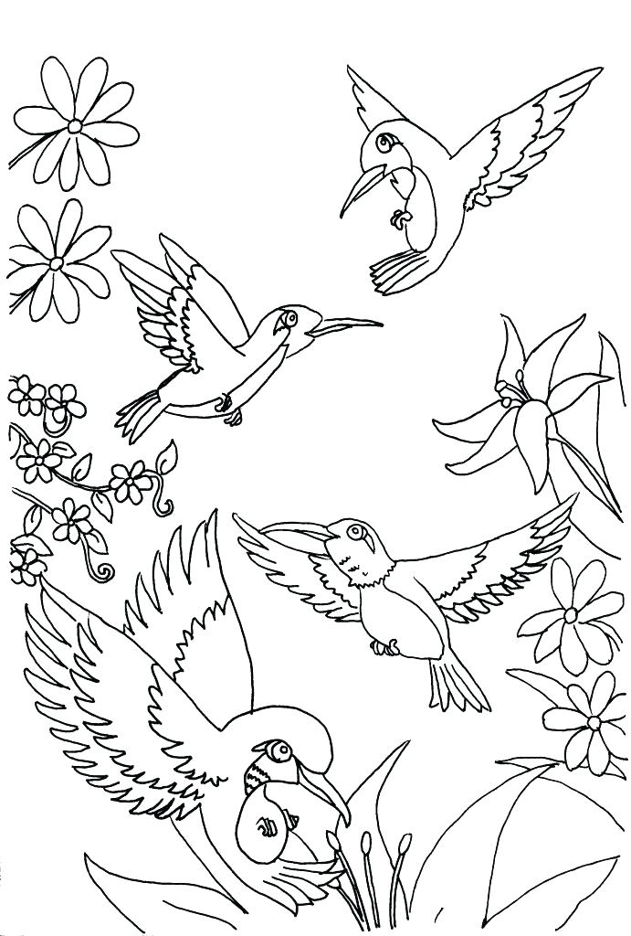 691x1024 Coloring Pages Of Hummingbirds Coloring Pages Of Hummingbirds