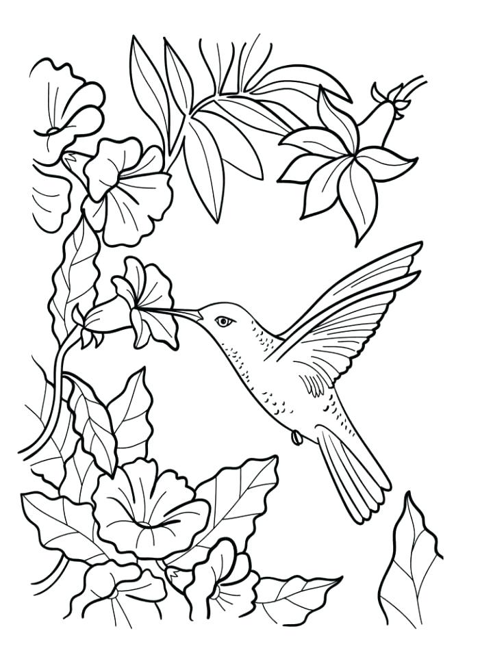720x960 Hummingbird Coloring Page Free Bird Coloring Pages Free Bird