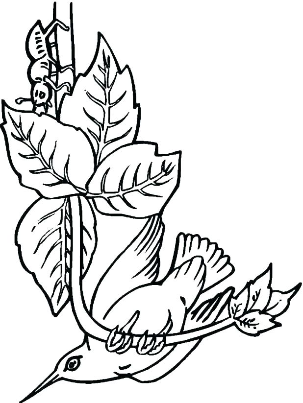 618x823 Hummingbird Coloring Page Humming Bird Coloring Pages Special