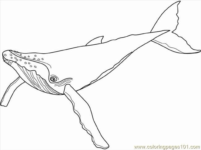 Awesome Pages Humpback Whale Mammals Printable Coloring Page 650x487 Awesome Pages Humpback Whale Mammals Printable Coloring Page