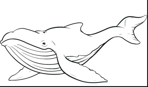 Superb Humpback Whale Coloring Pages For Kids With Page 618x362 Superb Humpback Whale Coloring Pages For Kids With Page
