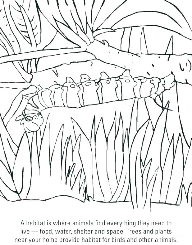 Caterpillar Coloring Pages 618x785 Caterpillar Coloring Pages