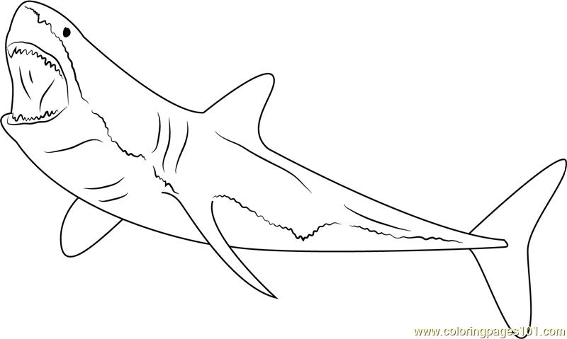 Great White Shark Coloring Pages 8 800x479 Great White Shark Coloring Pages 8