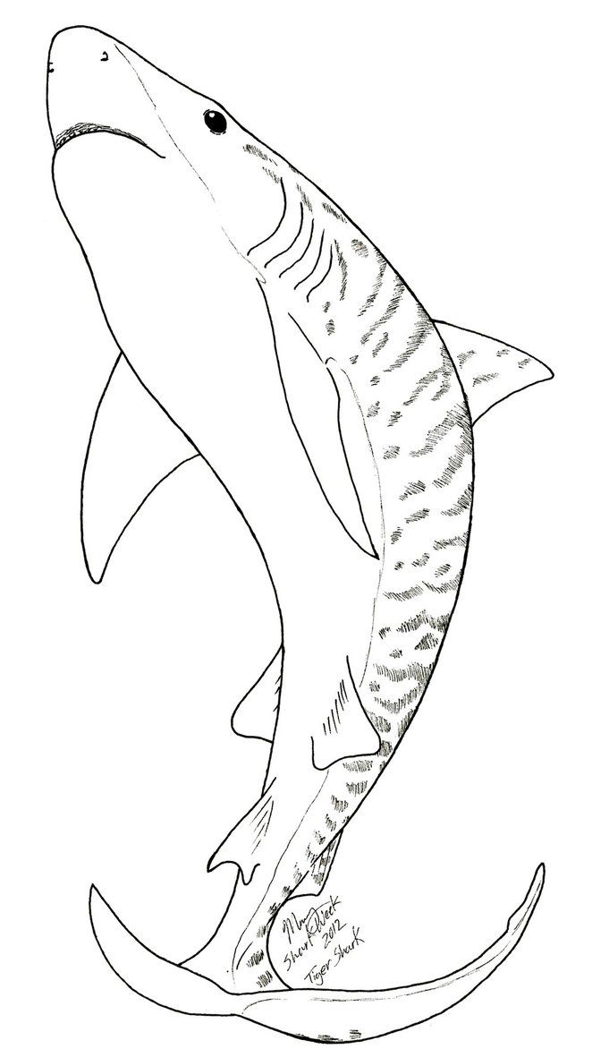 Tiger Shark Coloring Page Coloring Pages Shark 681x1172 Tiger Shark Coloring Page Coloring Pages Shark