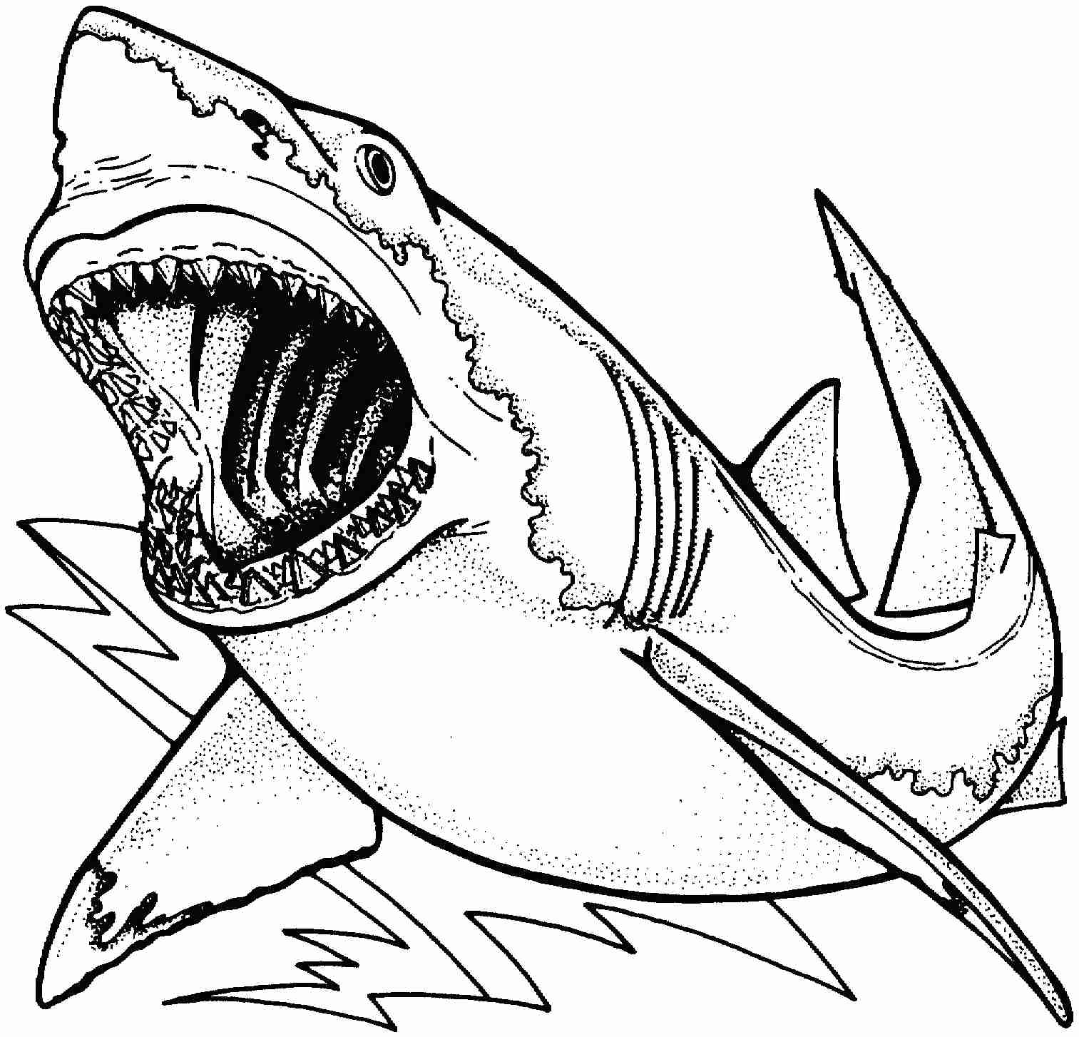 Shark Drawing Coloring Page Within Megalodon Pages Itgod Me 1513x1454 Shark Drawing Coloring Page Within Megalodon Pages Itgod Me