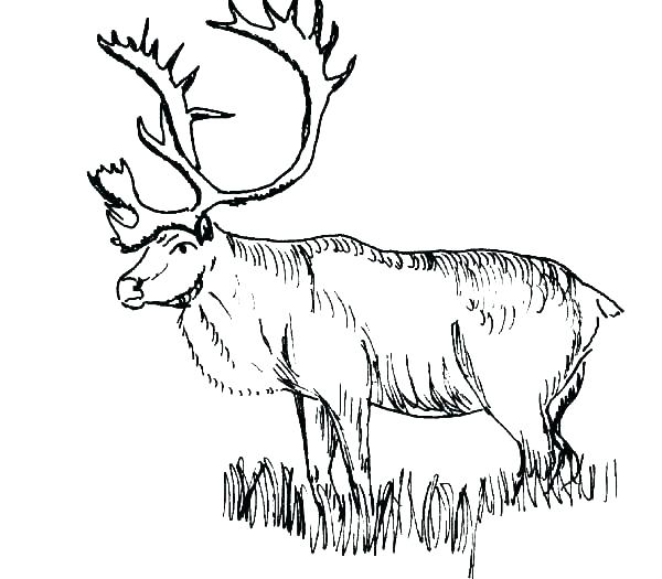 600x525 Elk Coloring Pages Deer Hunting Coloring Pages Elk Coloring Page