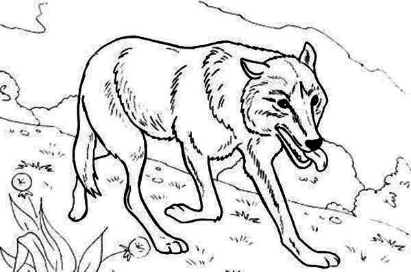 600x397 Wolf Hunting For Food Coloring Page
