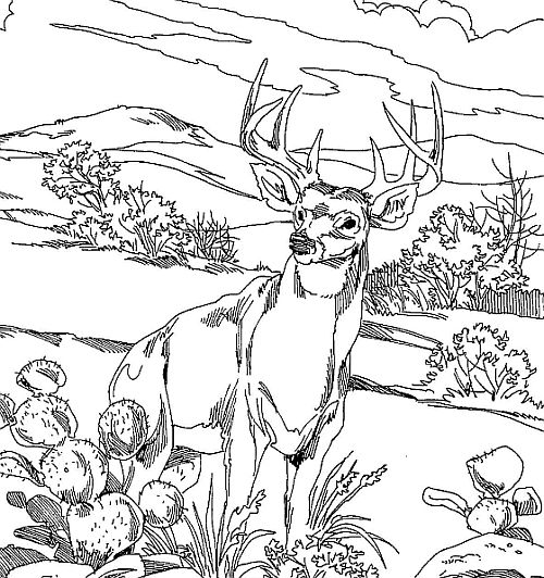 500x532 Deer Hunter Coloring Pages