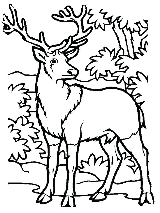 650x866 Deer Hunter Coloring Pages Deer Hunting Coloring Pages Deer Color