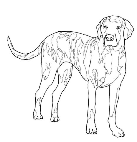 Plott Hound Coloring Page Dog Art Plott Hound 465x480 Plott Hound Coloring Page Dog Art Plott Hound