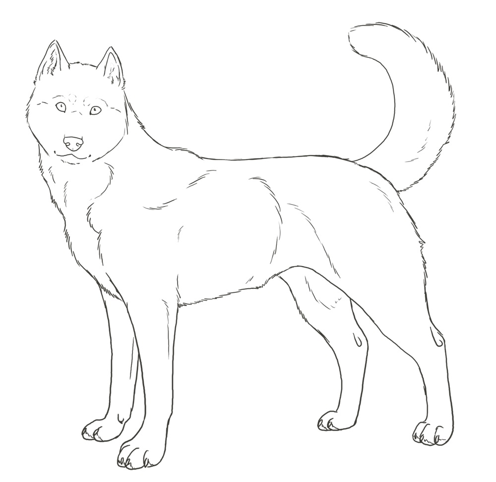 1000x973 Husky Coloring Pages
