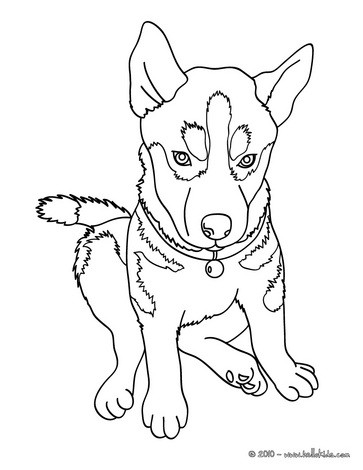 Husky Coloring Pages 363x470 Husky Coloring Pages