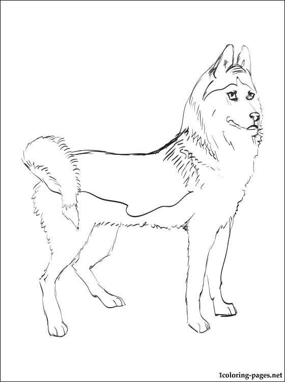 Siberian Husky Coloring Page Coloring Pages 560x750 Siberian Husky Coloring Page Coloring Pages