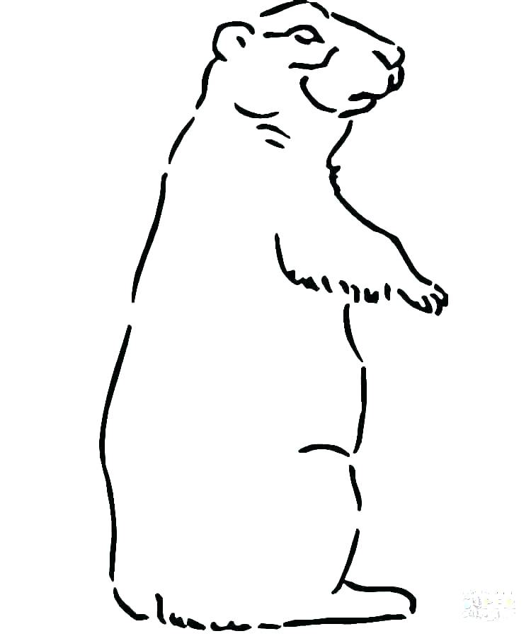 Husky Coloring Pages 750x899 Husky Coloring Pages
