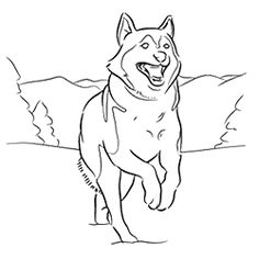 236x236 Husky Dogs To Color Husky dogs coloring pages Rachel