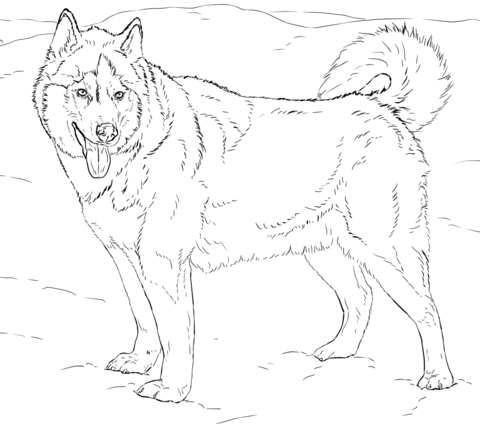 480x424 Siberian Husky Puppy Coloring Pages Husky Coloring Pages Best