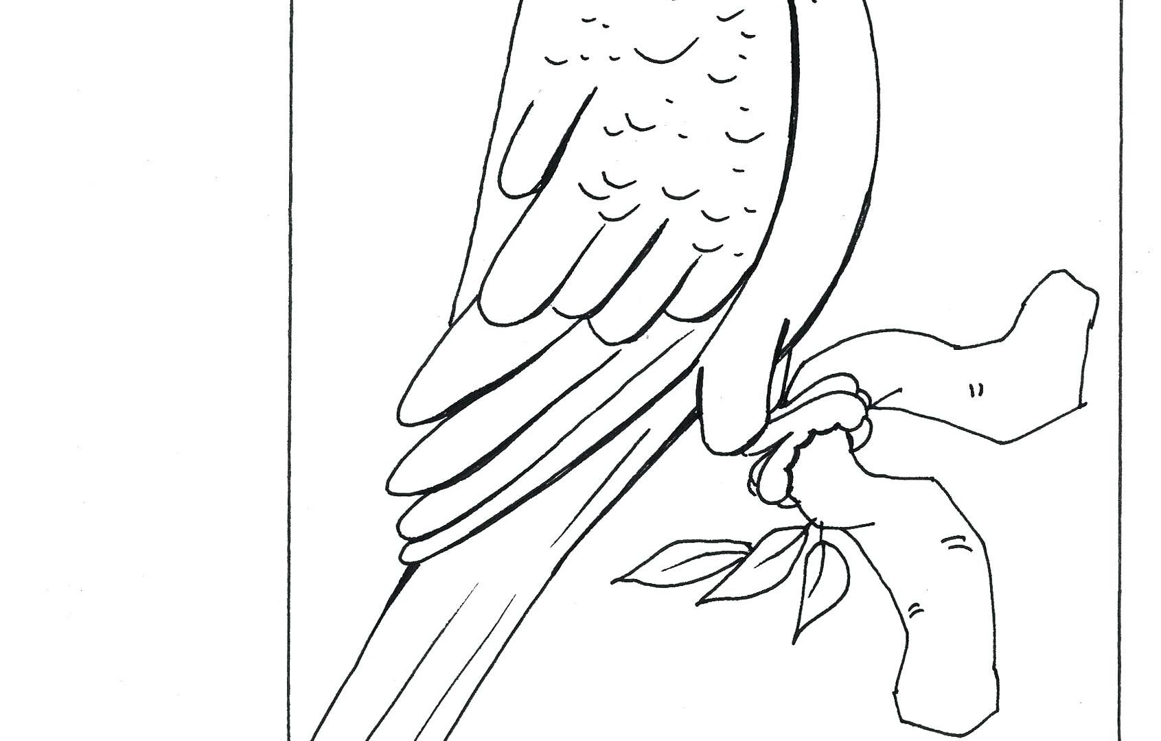 Coloring Pages Parrots Birds For Kids To Print Free Printable 1691x1080 Coloring Pages Parrots Birds For Kids To Print Free Printable