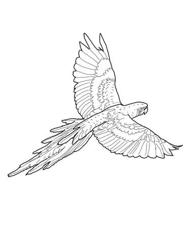 Flying Red And Green Macaw Coloring Page Coloring Pages 360x480 Flying Red And Green Macaw Coloring Page Coloring Pages