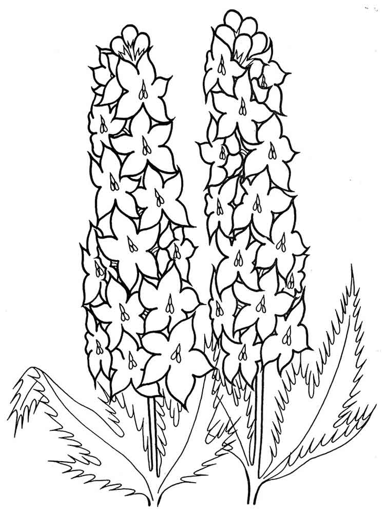 Larkspur Flower Coloring Pages. Download And Print Larkspur Flower 750x1000 Larkspur Flower Coloring Pages. Download And Print Larkspur Flower