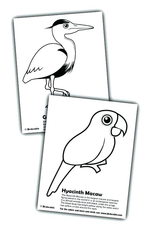 Macaw Coloring Pages Lovely Macaw Coloring Pages Kids Hyacinth 500x774 Macaw Coloring Pages Lovely Macaw Coloring Pages Kids Hyacinth