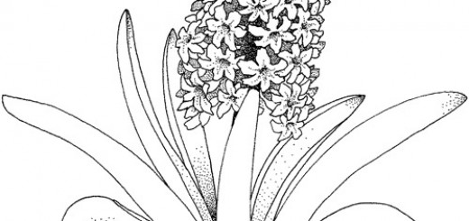 Print Coloring Coloring Pages Wallpaper 520x245 Print Coloring Coloring Pages Wallpaper