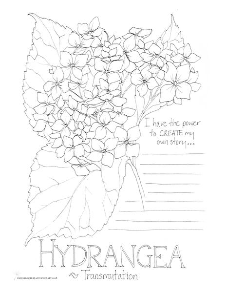 464x600 Hydrangea (Transmutation) Coloring Page