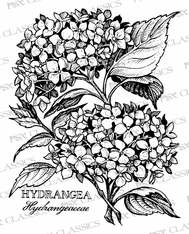 807x998 Hydrangea Coloring Pages Gallery Coloring For Kids 2018