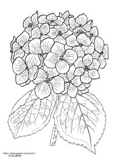 236x314 Hydrangea Peonies Coloring Pages Hydrangea, Embroidery
