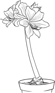 236x399 Hydrangea And Peonies Coloring Pages Hydrangea