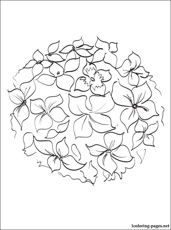 560x750 Hydrangea Coloring And Printable Page Coloring Pages