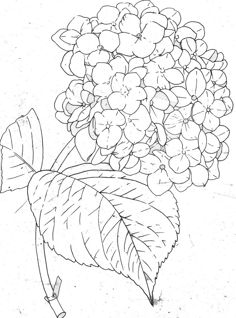 759x1024 Hydrangea Line Hydrangea, Embroidery And Stenciling