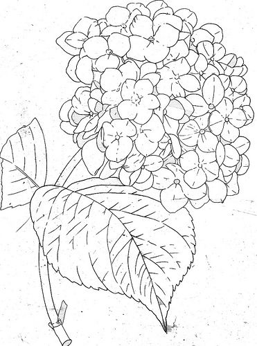 371x500 Hydrangea Line Hydrangea Flower, Hydrangea And Flower