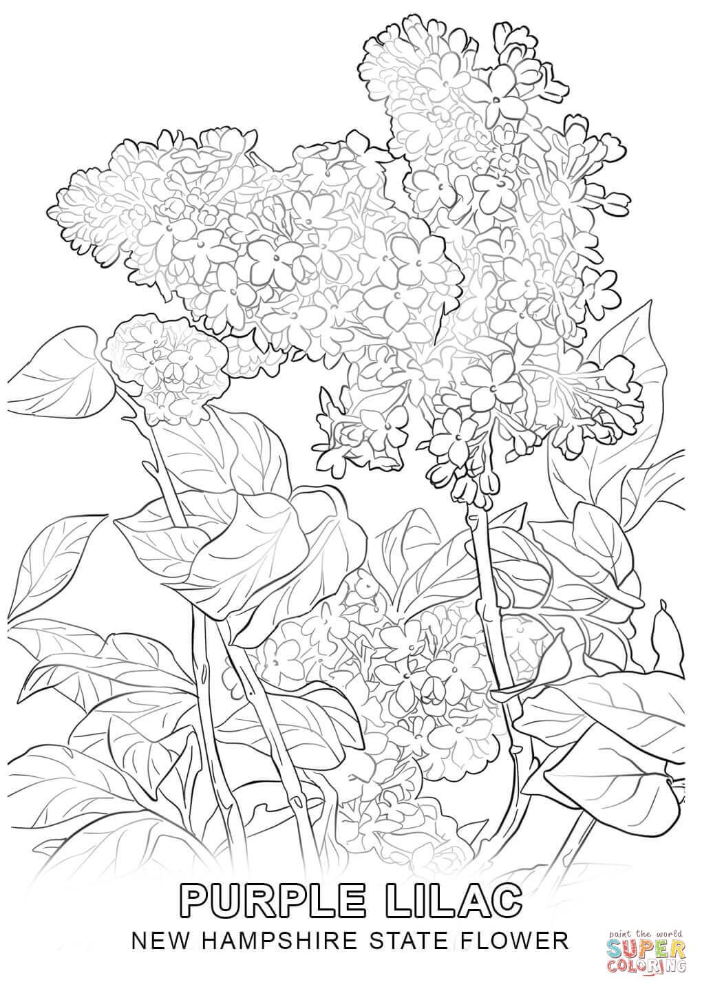 1020x1440 New Hampshire State Flower Coloring Page.jpg