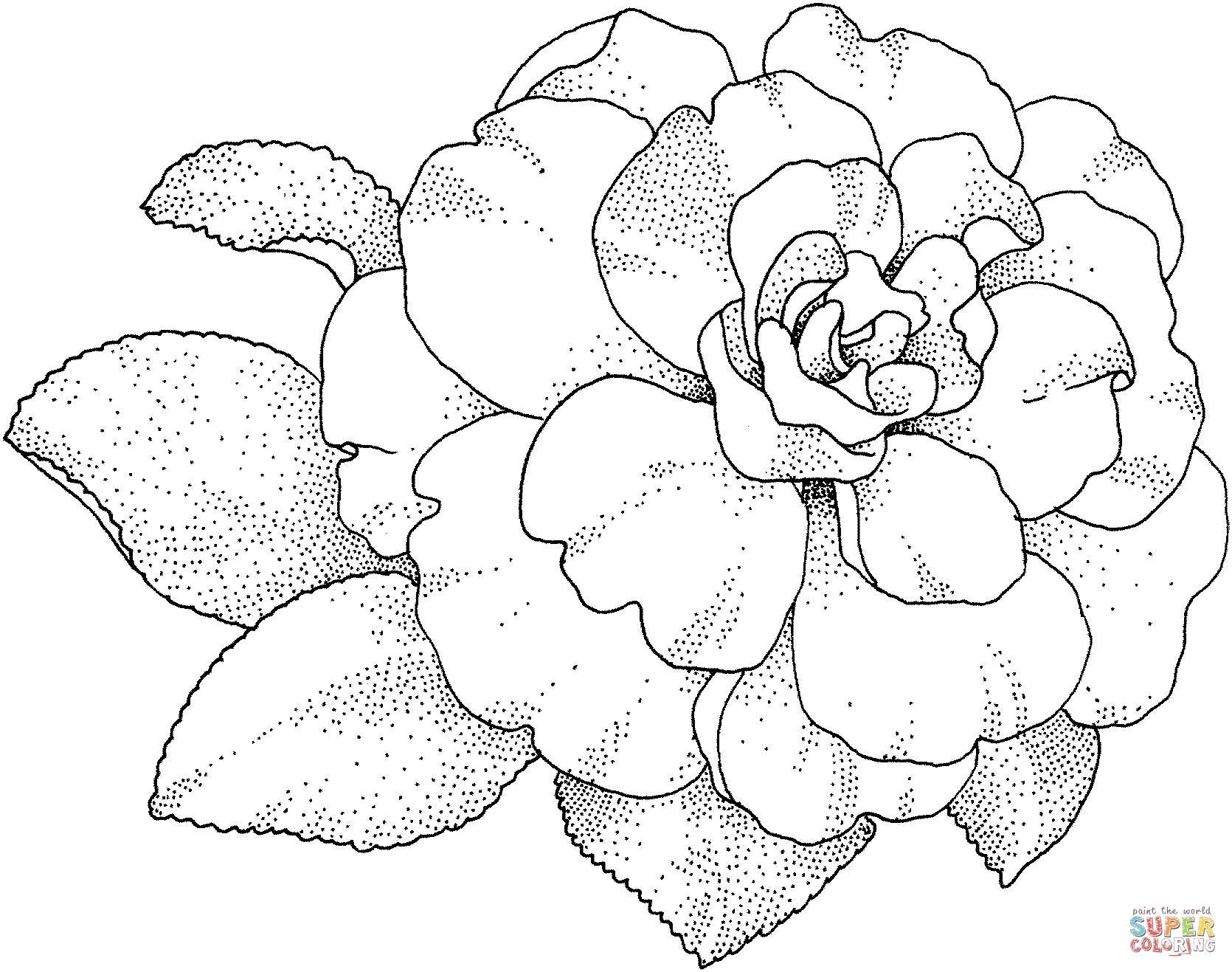 1670x1317 Best Of Camellias Coloring Page Gallery Printable Coloring Sheet