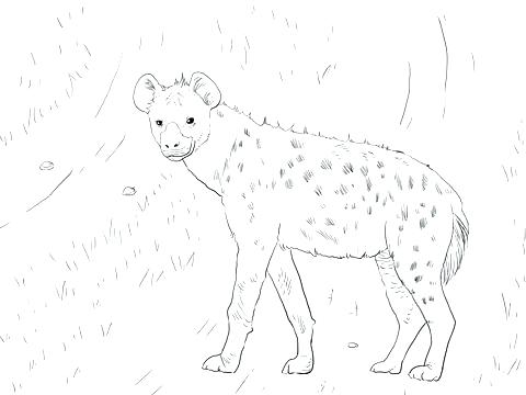 Hyena Coloring Page Hyena Coloring Page Click To See Printable 480x360 Hyena Coloring Page Hyena Coloring Page Click To See Printable