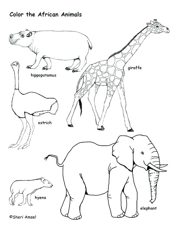 Hyena Coloring Page Scar Coloring Page And Coloring Page Coloring 567x734 Hyena Coloring Page Scar Coloring Page And Coloring Page Coloring