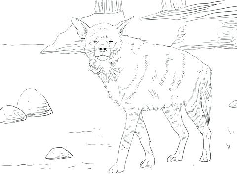 Hyena Coloring Sheets Striped Page Free Printable Pages 480x360 Hyena Coloring Sheets Striped Page Free Printable Pages
