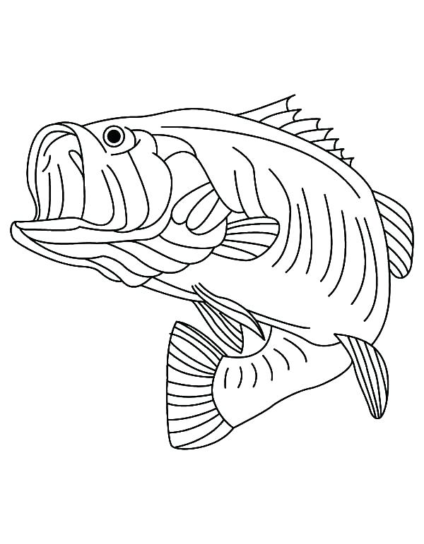 600x771 Fishing Coloring Pages Sea Predator Striped Bass Fish Coloring
