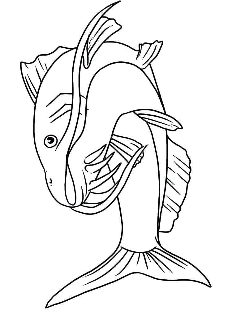 750x1000 Catfish Coloring Page Catfish Coloring Page Maze Free Coloring