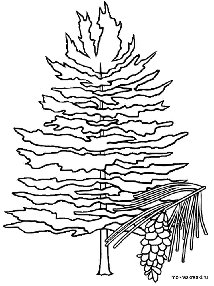 Fir Tree Coloring Pages For Kids. Free Printable Fir Tree Coloring 750x1000 Fir Tree Coloring Pages For Kids. Free Printable Fir Tree Coloring