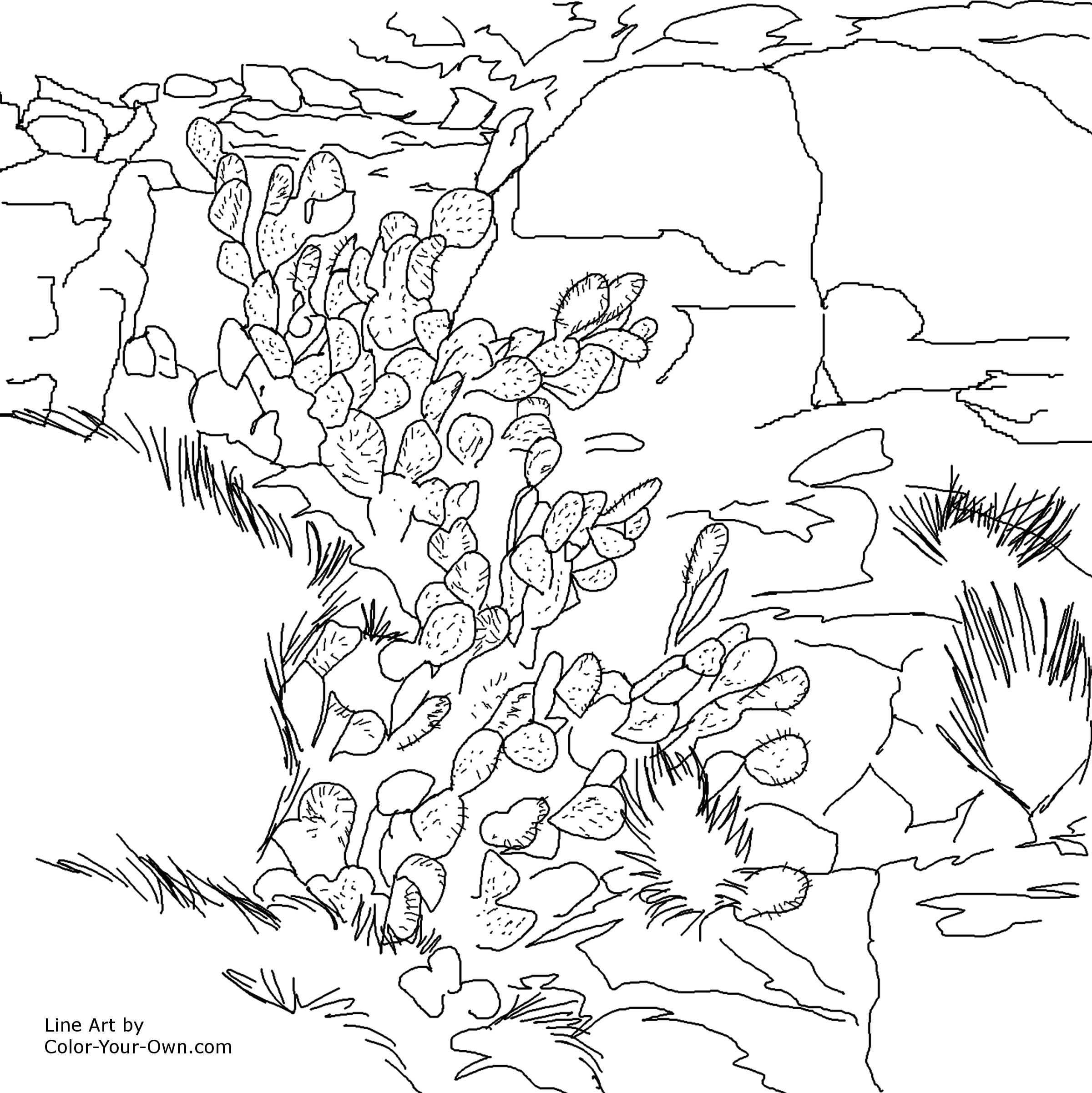 2400x2402 Prickly Pear Cactus And Rocks Southwestern Art Coloring Page