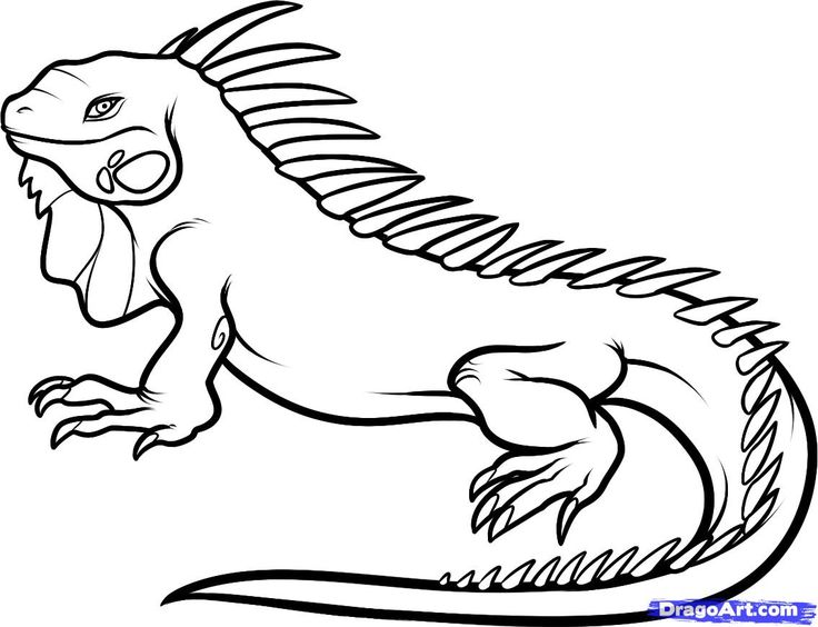 Iguana Coloring Page