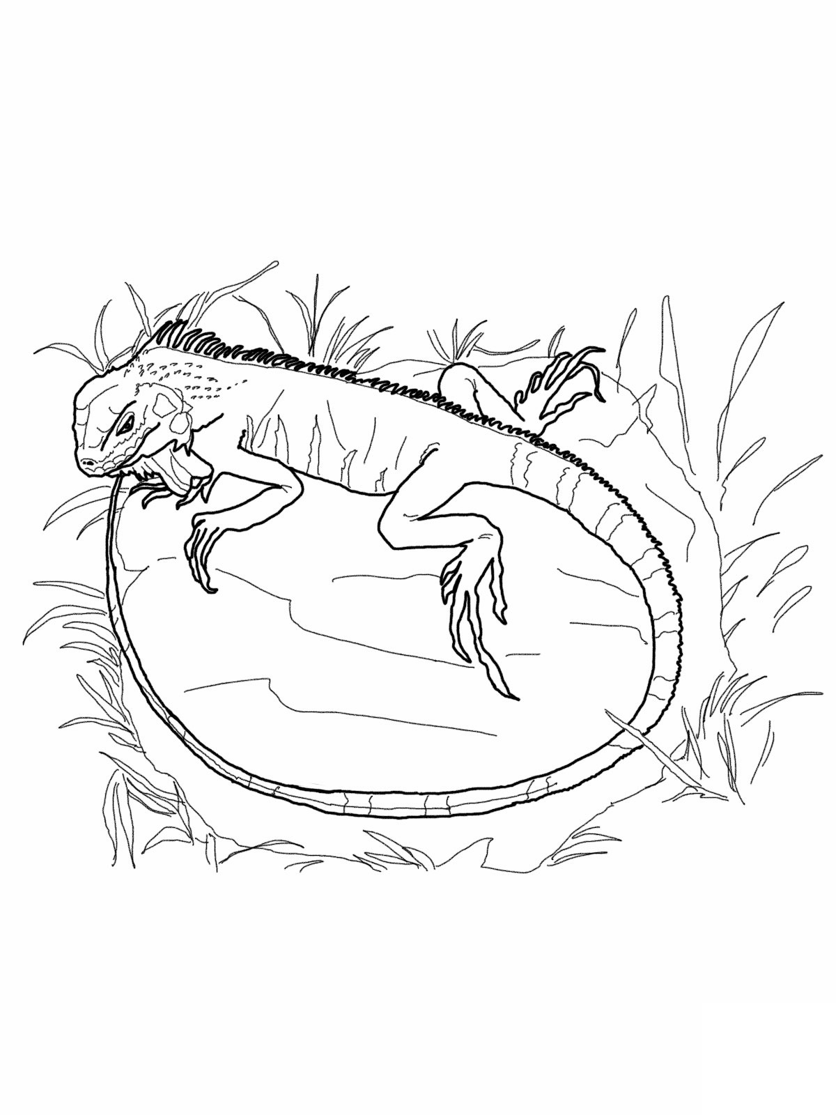 1200x1600 Free Printable Iguana Coloring Pages For Kids